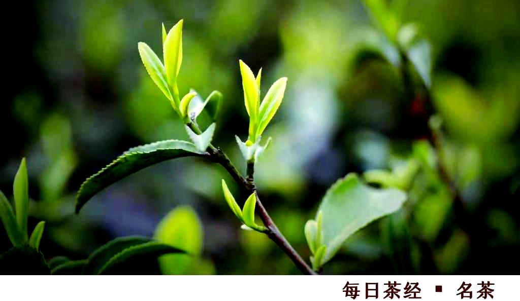 南岳云雾茶(南岳云雾茶多少钱一斤)