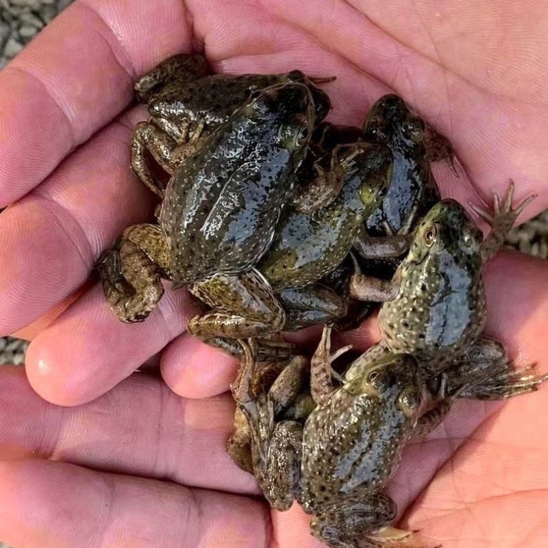 养殖牛蛙一亩需要投资多少(养牛蛙大概投资多少钱 一亩牛蛙养殖利润)