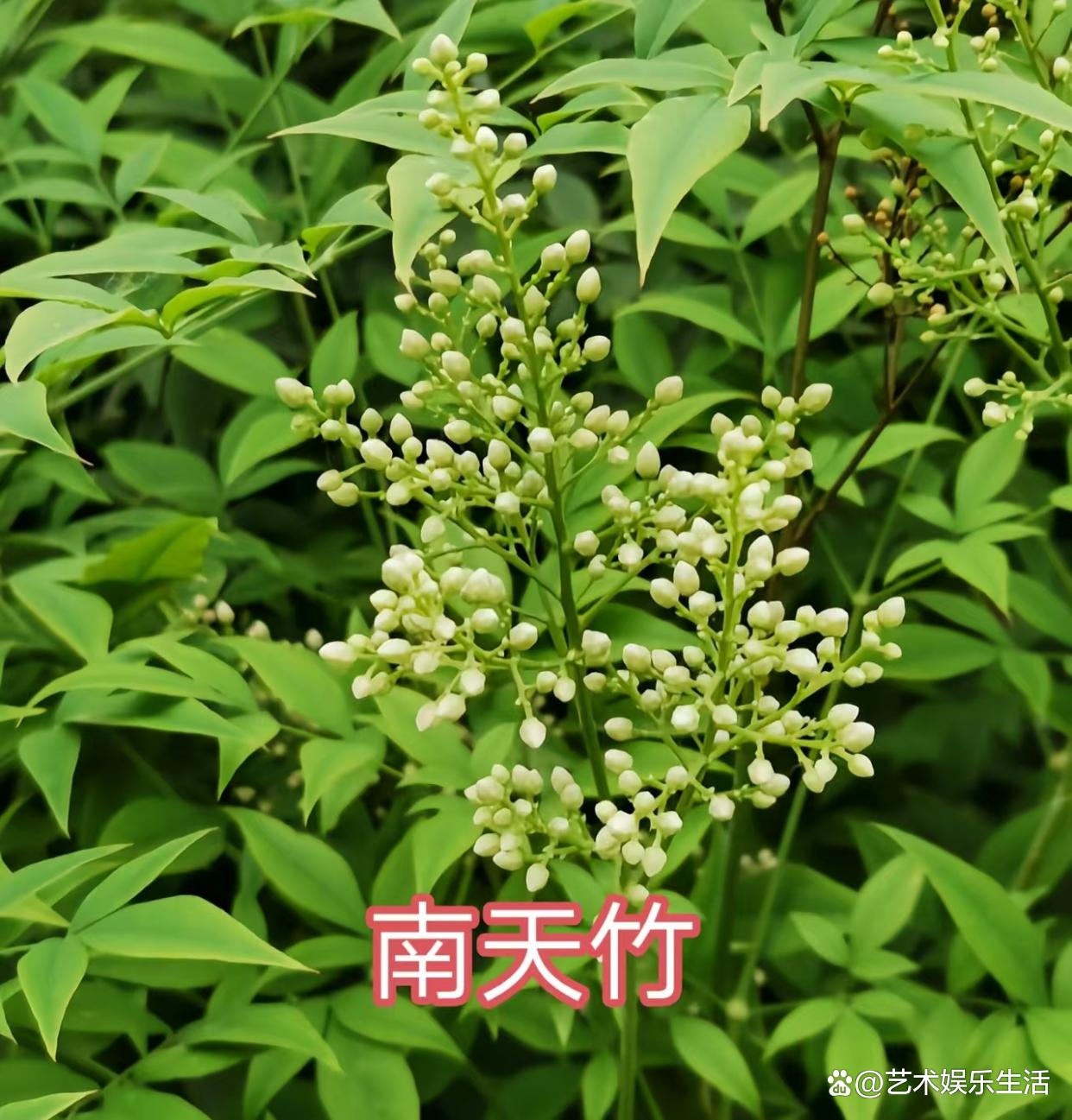 檗(檗怎么读拼音)