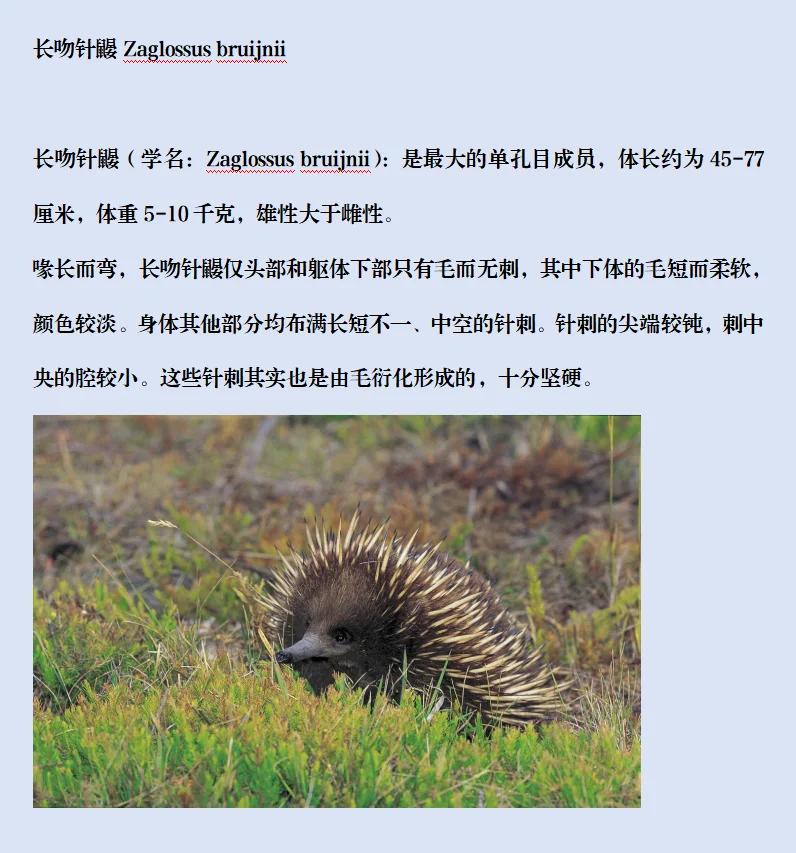 鼹怎么读(鼹怎么读粤语)