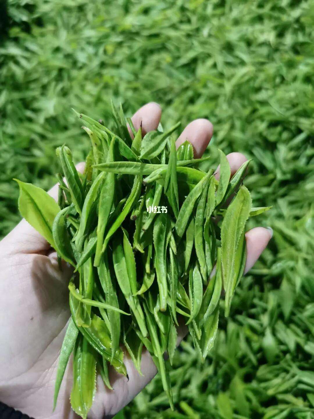保靖黄金茶属于什么茶(保靖黄金茶礼盒价格表2021)