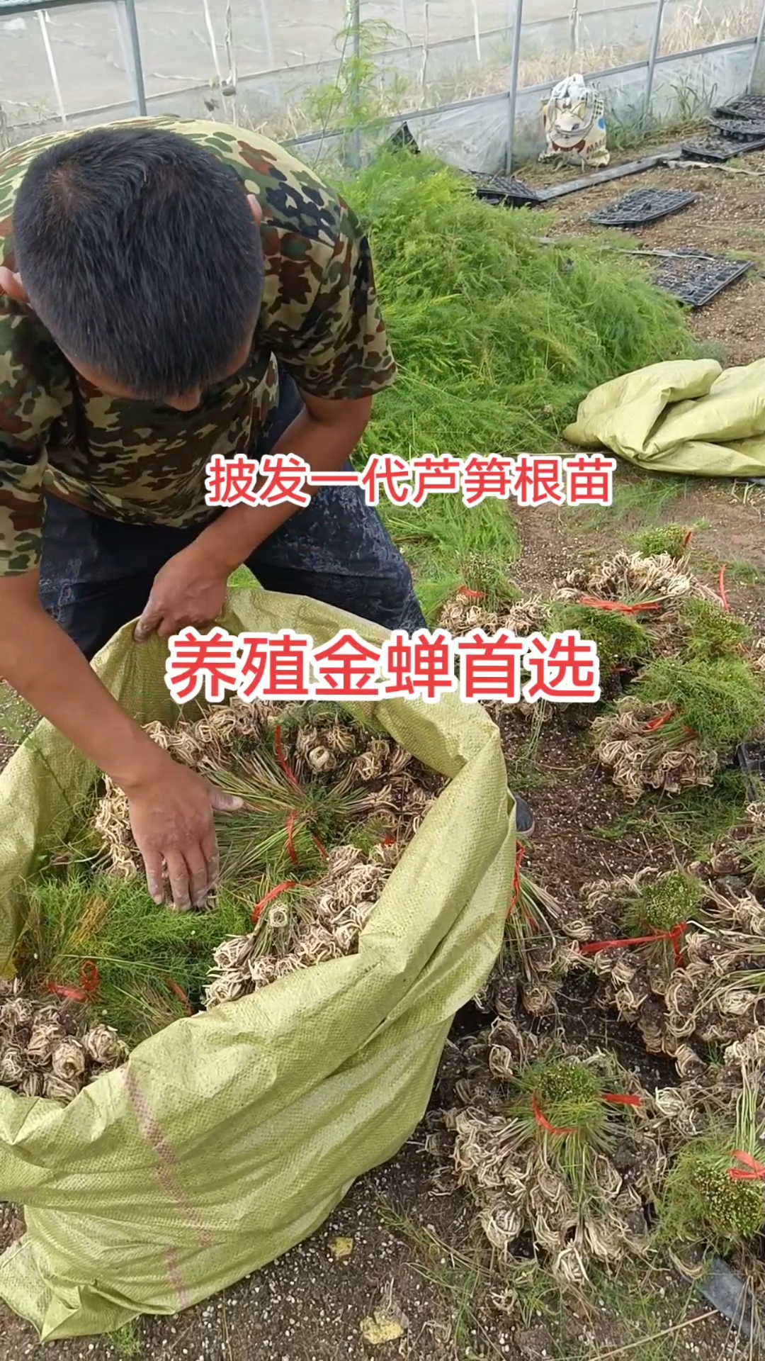 金蝉养殖为什么不挣钱(金蝉养殖为什么不挣钱了)