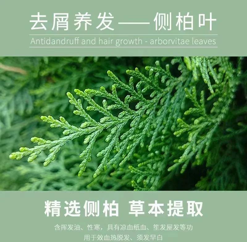 侧柏炭的作用与功效(侧柏炭的功效与作用及食用方法)