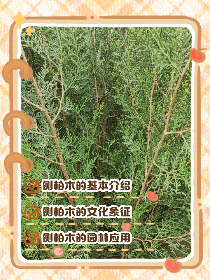 侧柏炭的作用与功效(侧柏炭的功效与作用及食用方法)