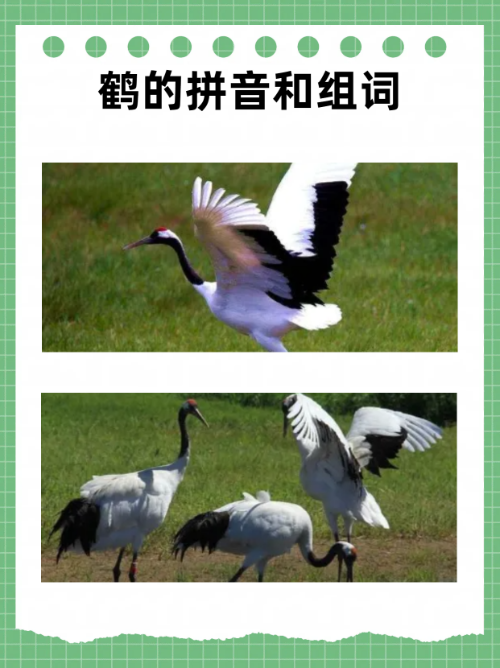 鸾怎么读(归鸾怎么读)