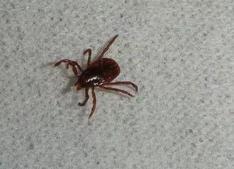 虱(虱螨脲怎么读)