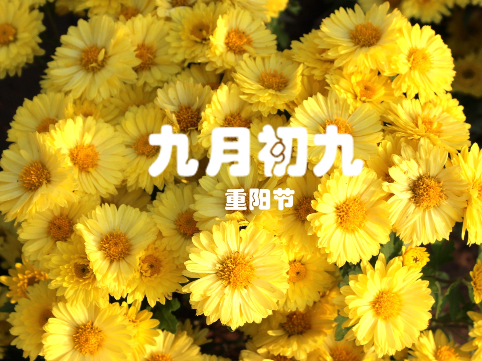 2022年重阳节(2022年的重阳节是星期几)