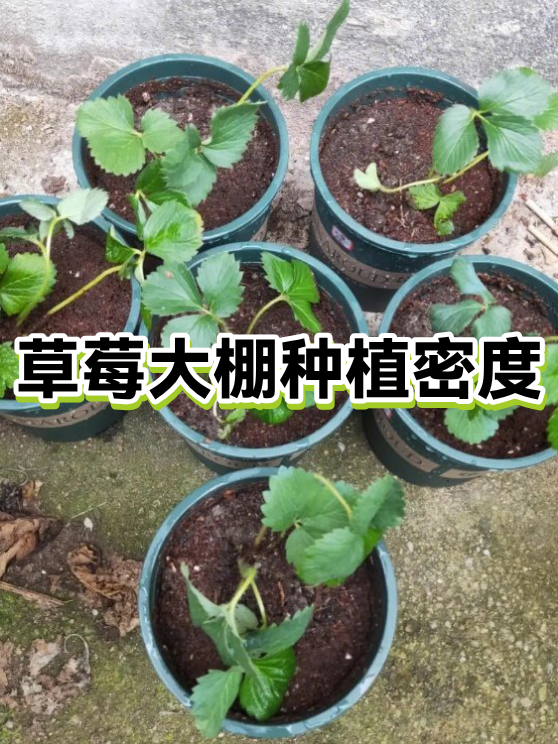 草莓大棚一亩建造价格(大棚草莓一亩地收入多少)