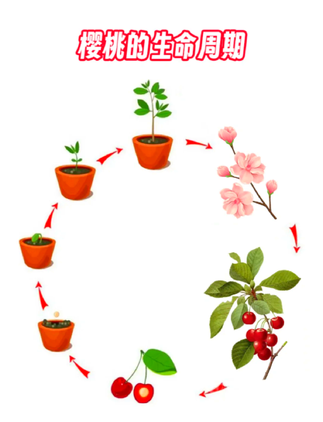 樱桃树苗几年能结果(樱桃树苗多长时间结果)