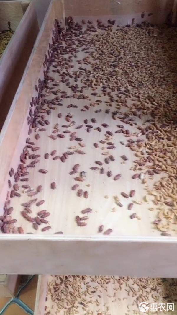 黄粉虫价格(黄粉虫价格低的原因)