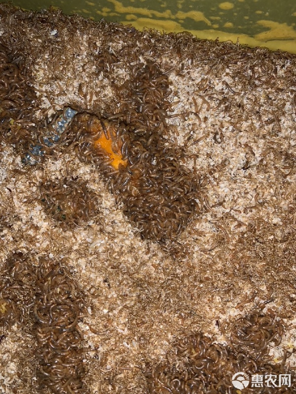 黄粉虫价格(黄粉虫价格低的原因)