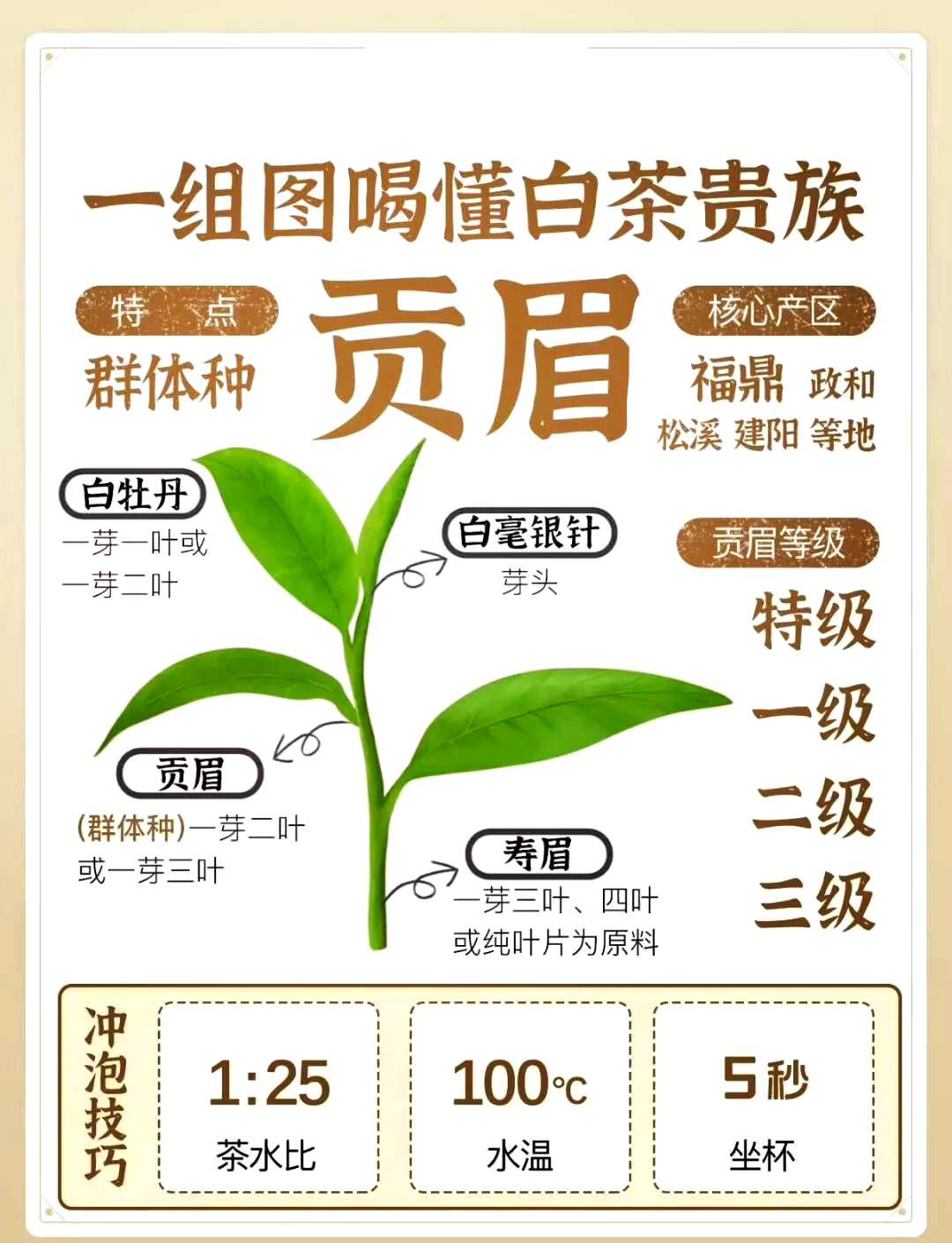 寿眉白茶简介(寿眉白茶的口感)
