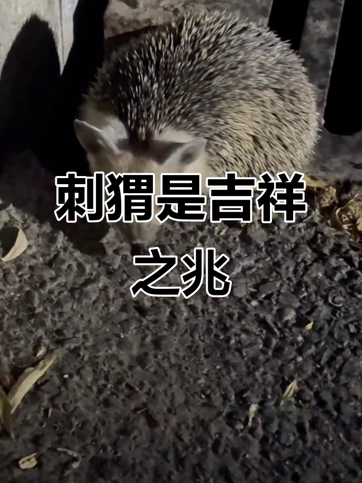 夜里看见刺猬有什么预兆(晚上看见刺猬有什么迷信说法吗)