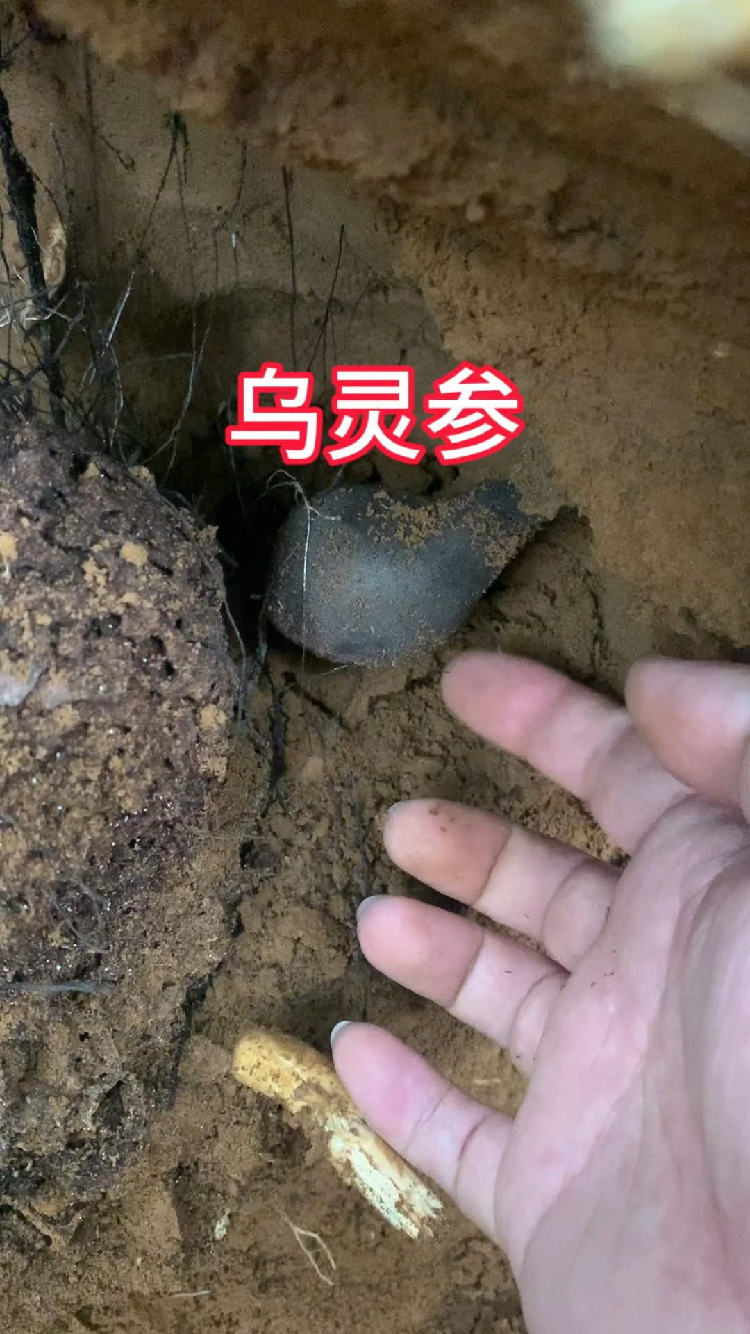 乌灵参的功效(乌灵参的功效和作用及副作用)