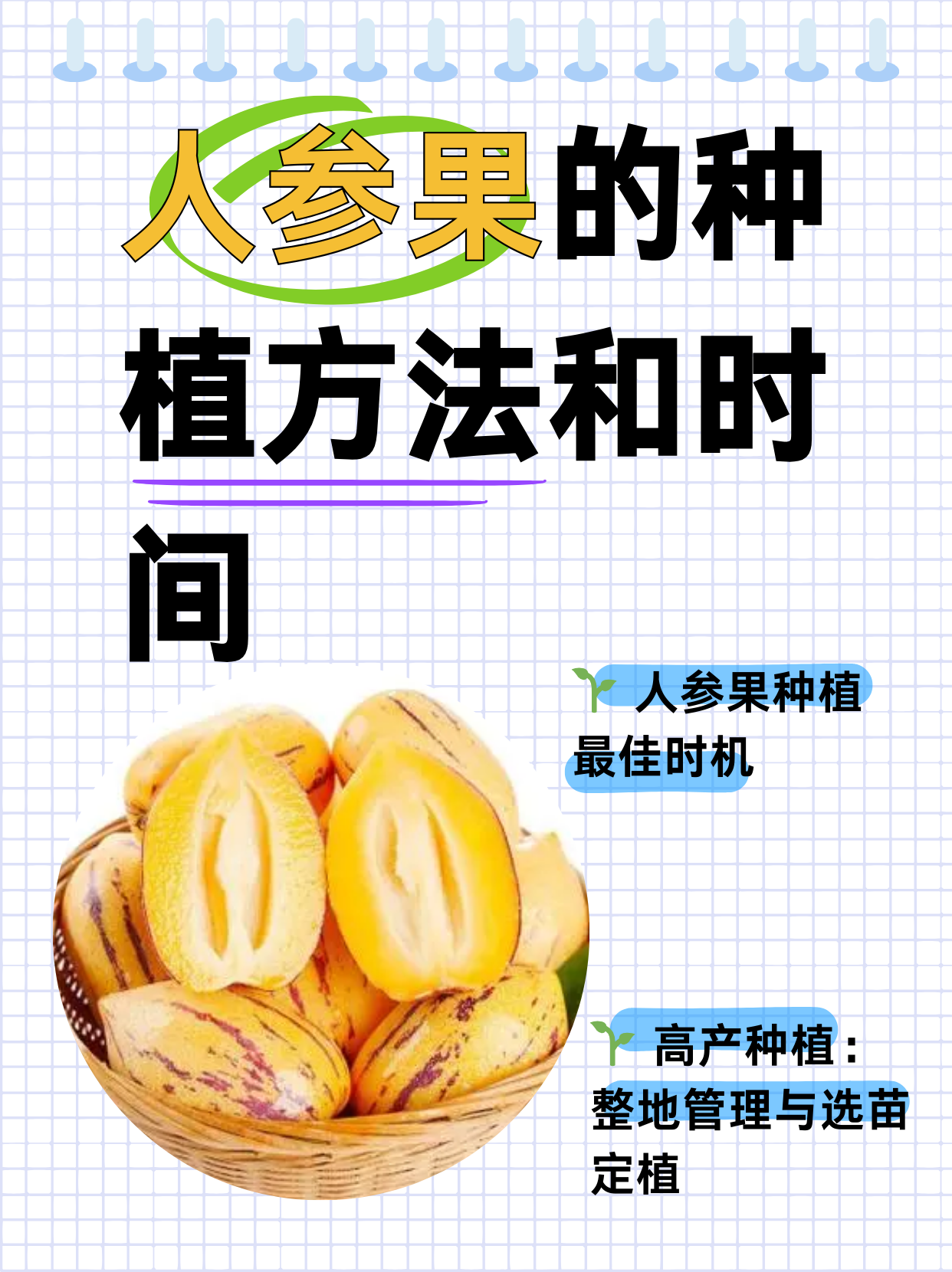 人参果是热性还是凉性(人参果是热性还是凉性 上火吗) 人参果是热性还是凉性(人参果是热性还是凉性 上火吗)