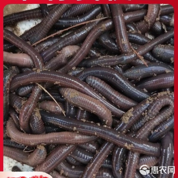 蚓拼音(蚓拼音怎么写)