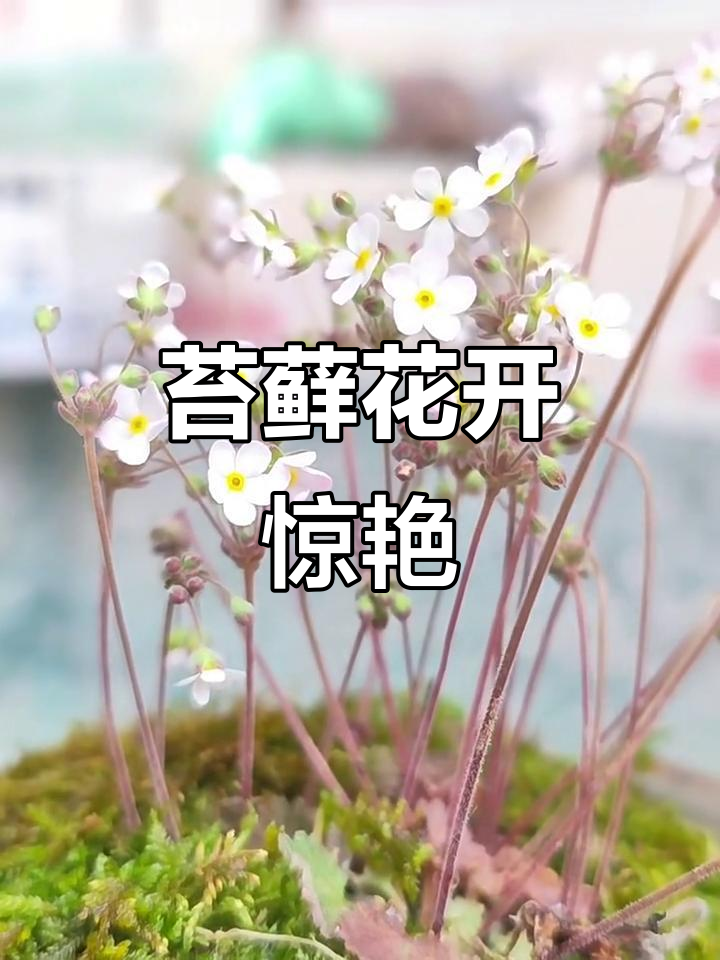 苔藓会开花吗(苔藓植物会开花结果吗) 苔藓会开花吗(苔藓植物会开花结果吗)