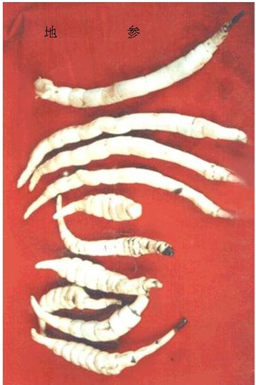 野生虫草多少钱一斤(人工虫草和野生虫草的区别图片)