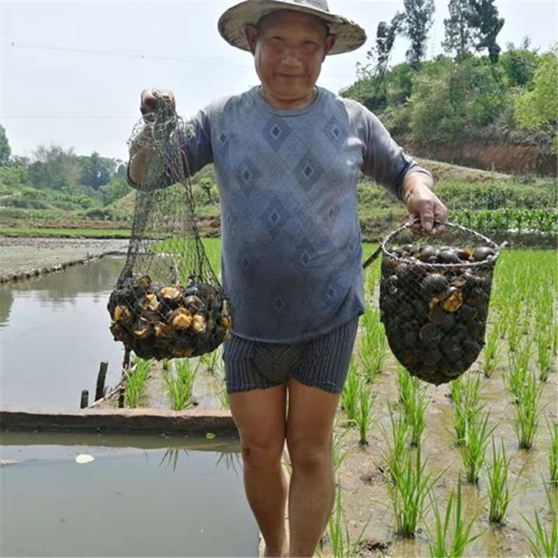 养田螺一亩的利润有多少(养田螺赚钱吗一亩地面积可以赚多少钱)