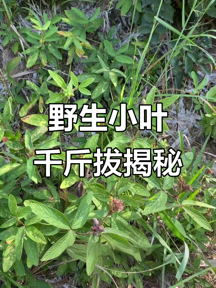 拔(拔和拨的区别) 拔(拔和拨的区别)
