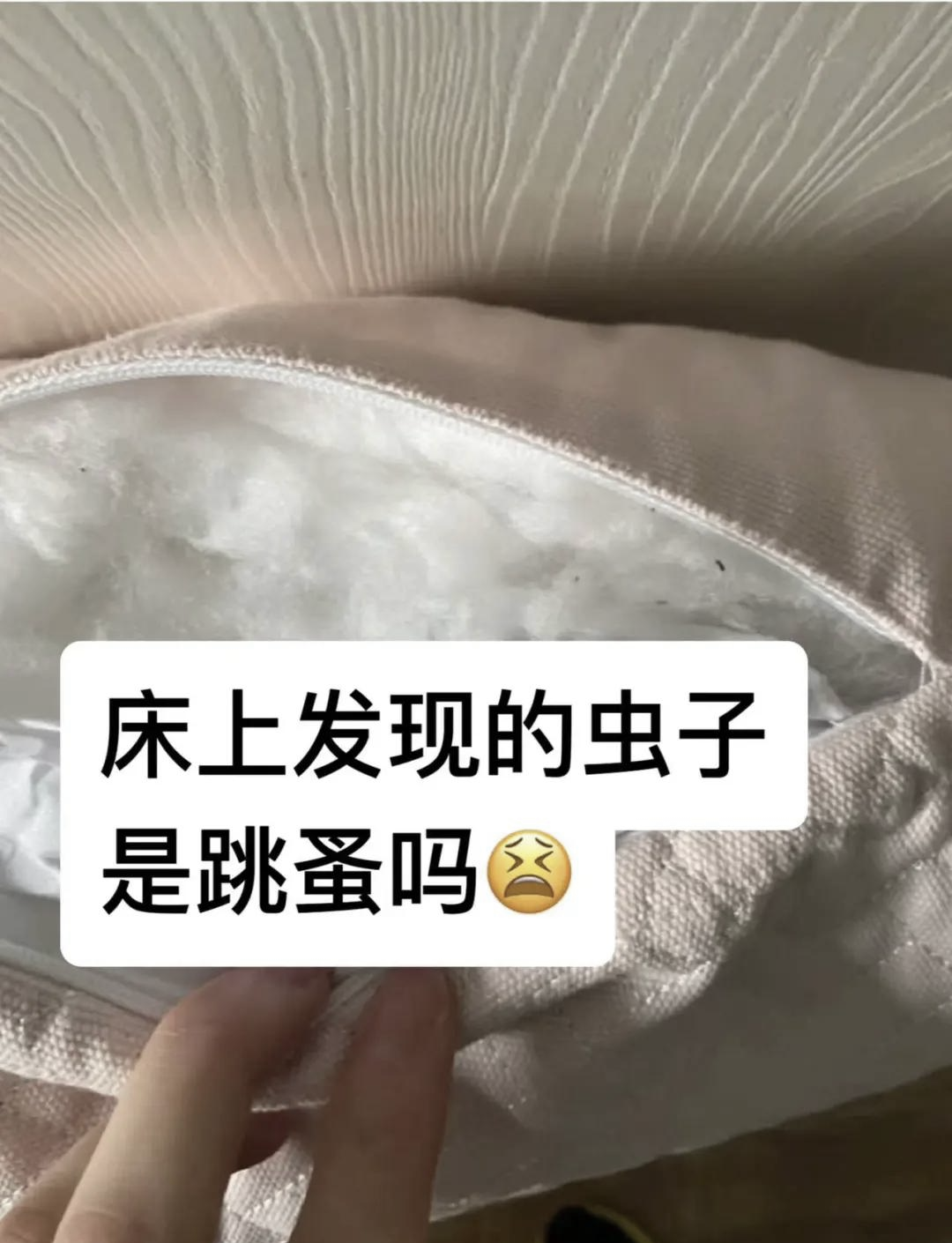 跳蚤会长期藏在床上吗(跳蚤会长期藏在床上吗怎么消灭)