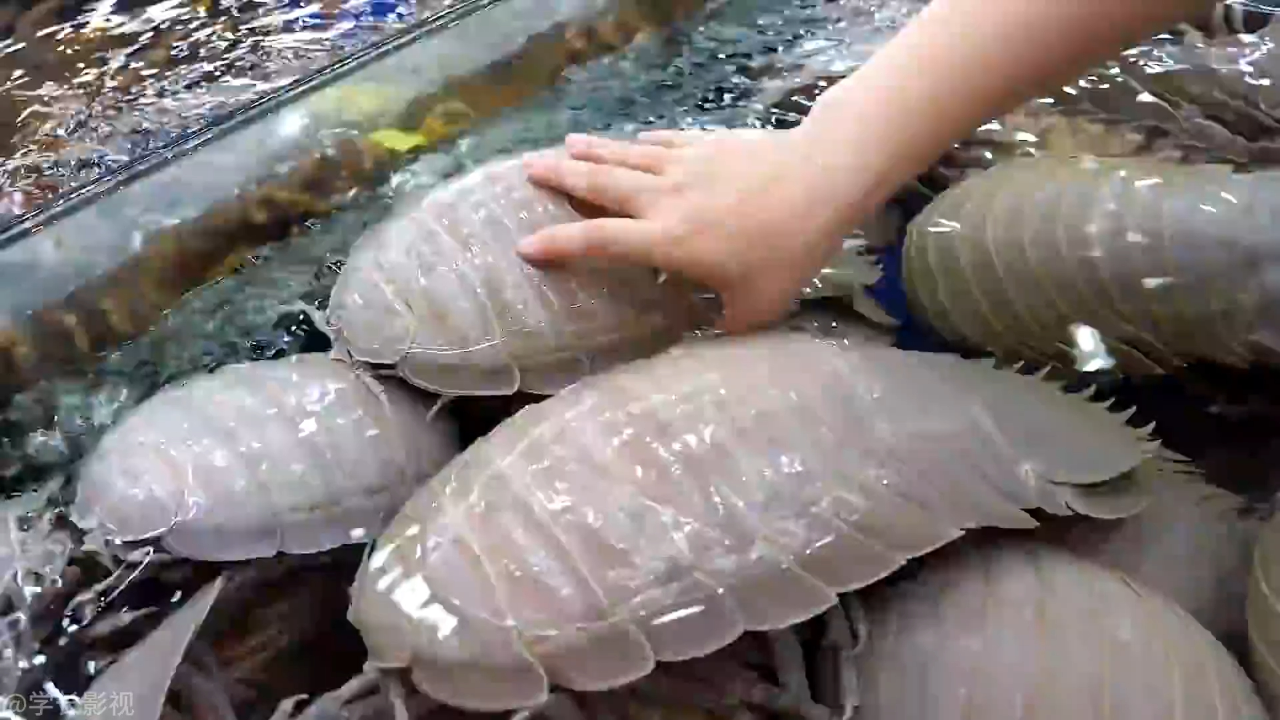 海蟑螂可以吃吗(海蟑螂有什么药用价值)