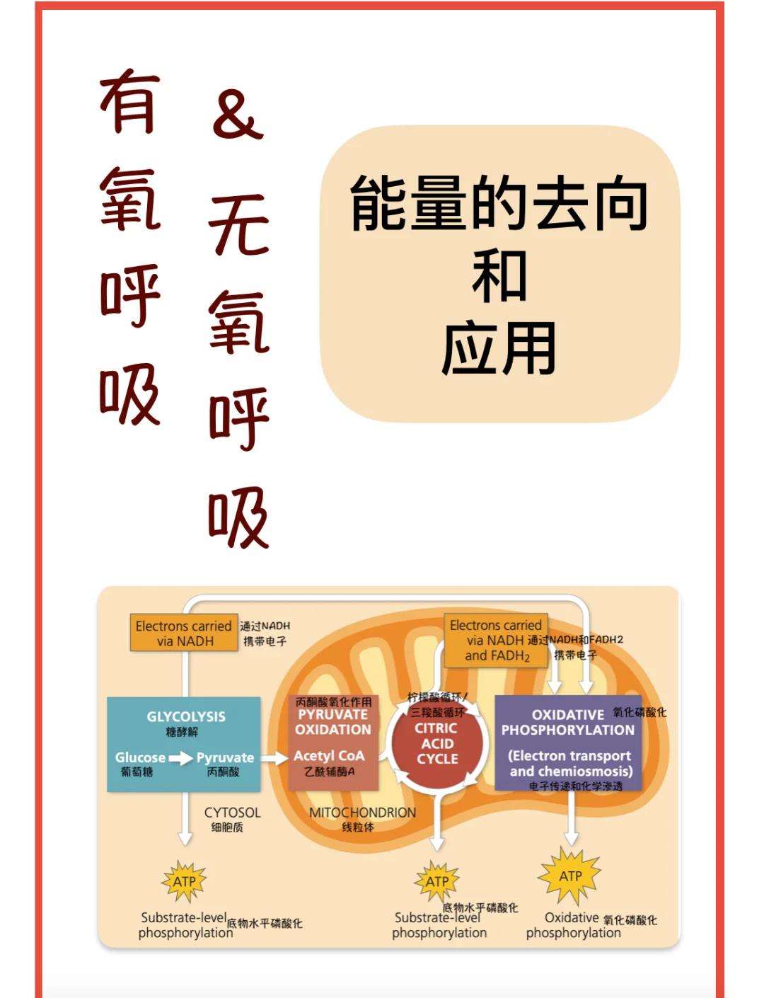 氧怎么读(氧怎么读拼音) 氧怎么读(氧怎么读拼音)