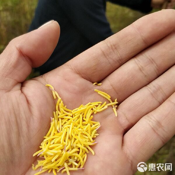 牡丹花蕊茶多少钱一斤(黄金花蕊100克价格表) 牡丹花蕊茶多少钱一斤(黄金花蕊100克价格表)