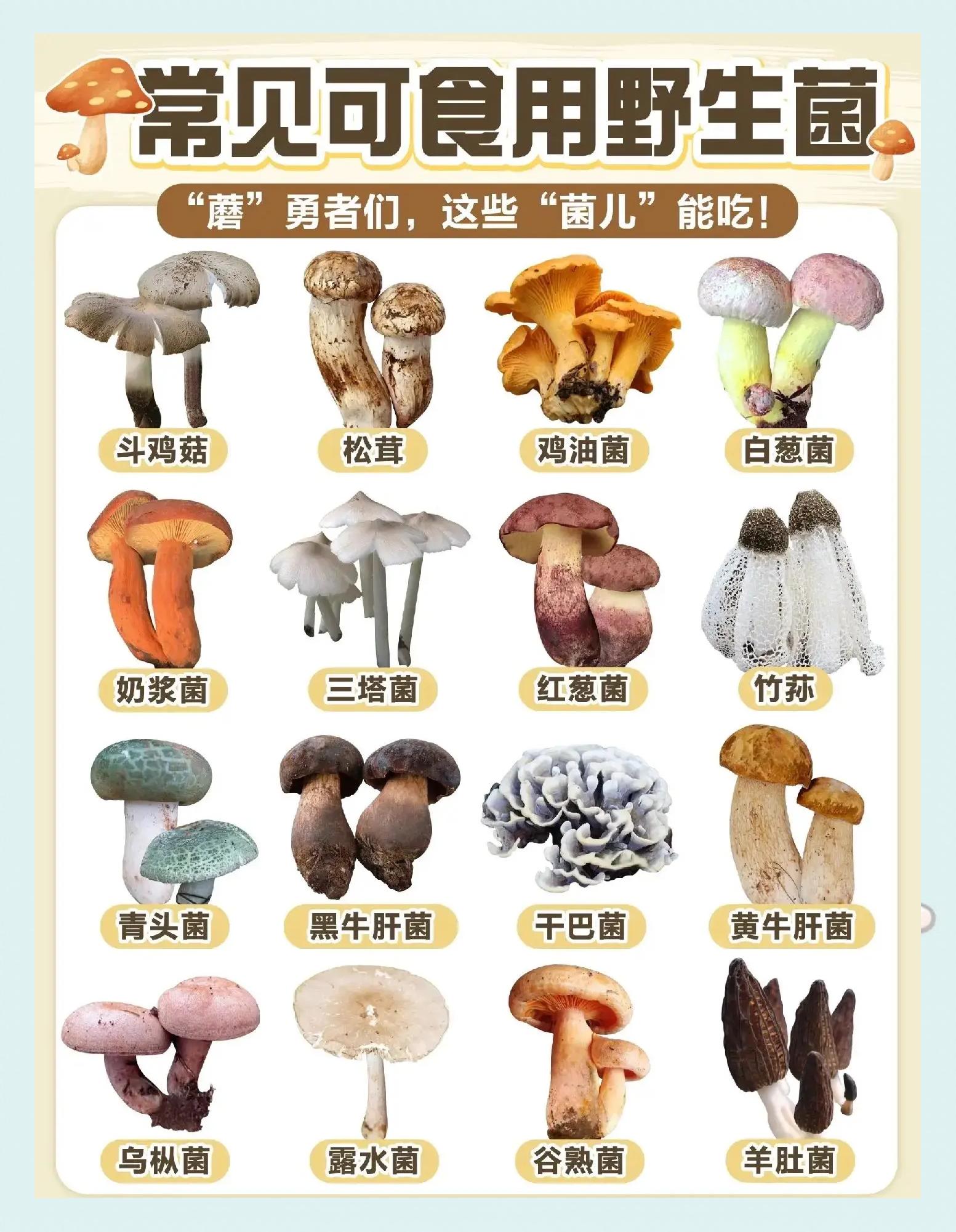 十大益生菌排行榜(成人益生菌10大品牌排行榜)
