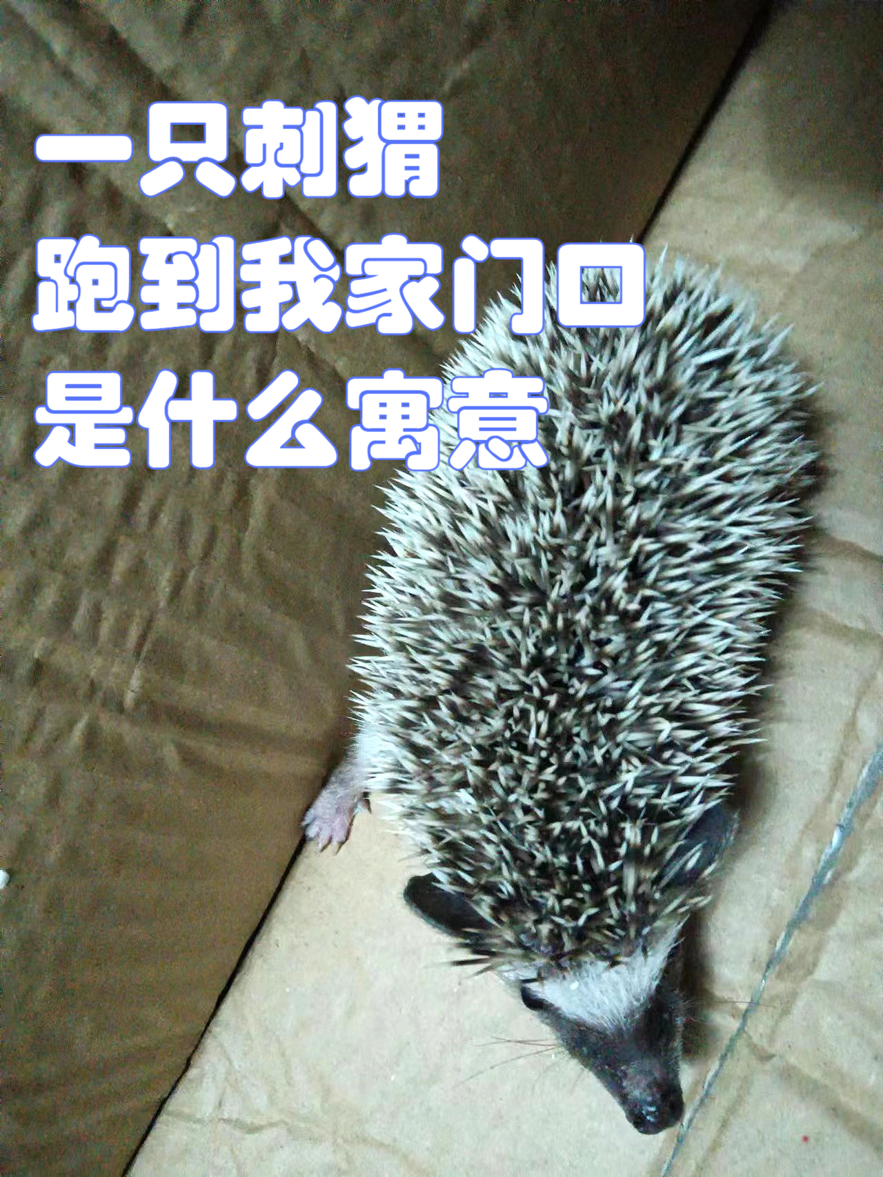 晚上看到刺猬代表什么预兆(晚上看见刺猬有什么寓意吗?)