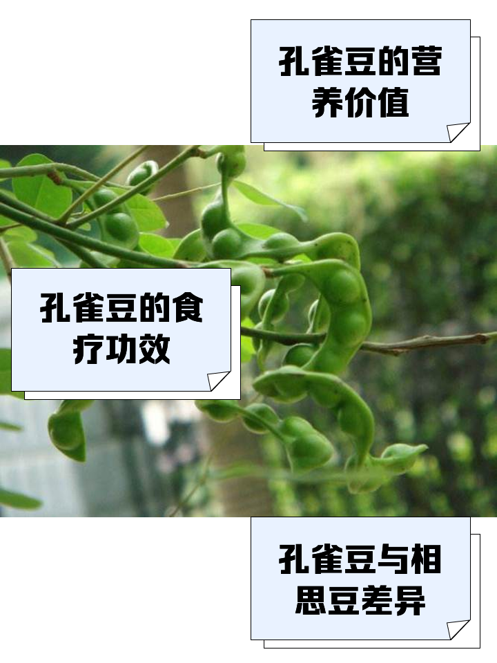 豆萁是什么意思(豆蒄的读音是什么意思)