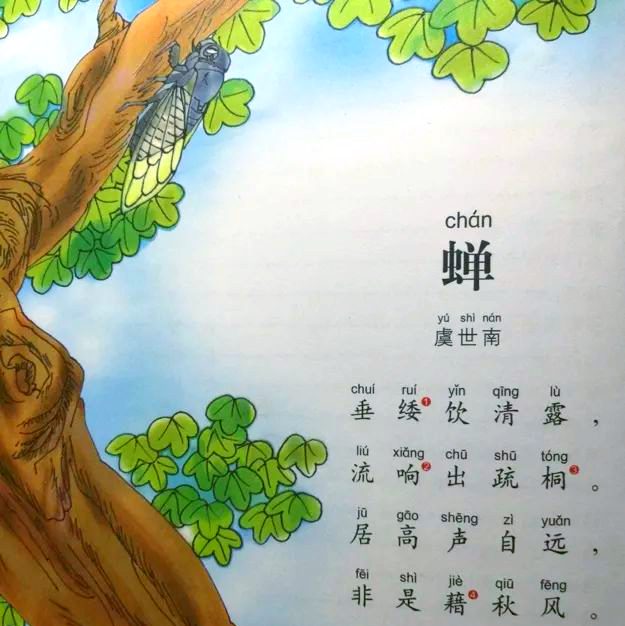 蝉的拼音(蜘蛛的拼音)