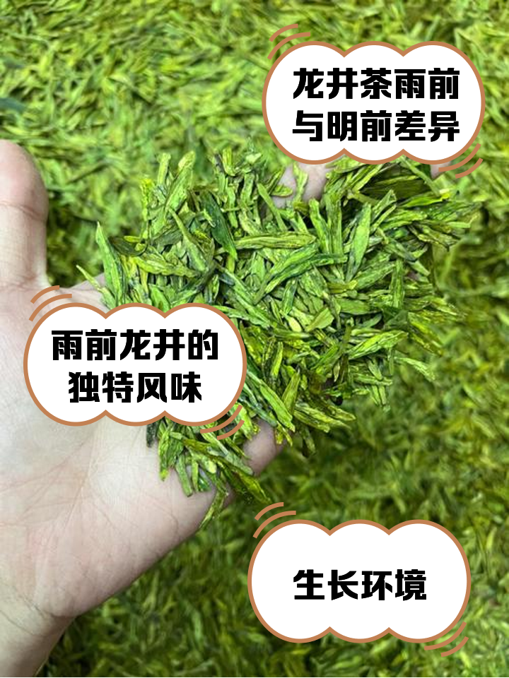 雨前龙井和明前龙井哪个好(雨前龙井和明前龙井有什么区别) 雨前龙井和明前龙井哪个好(雨前龙井和明前龙井有什么区别)