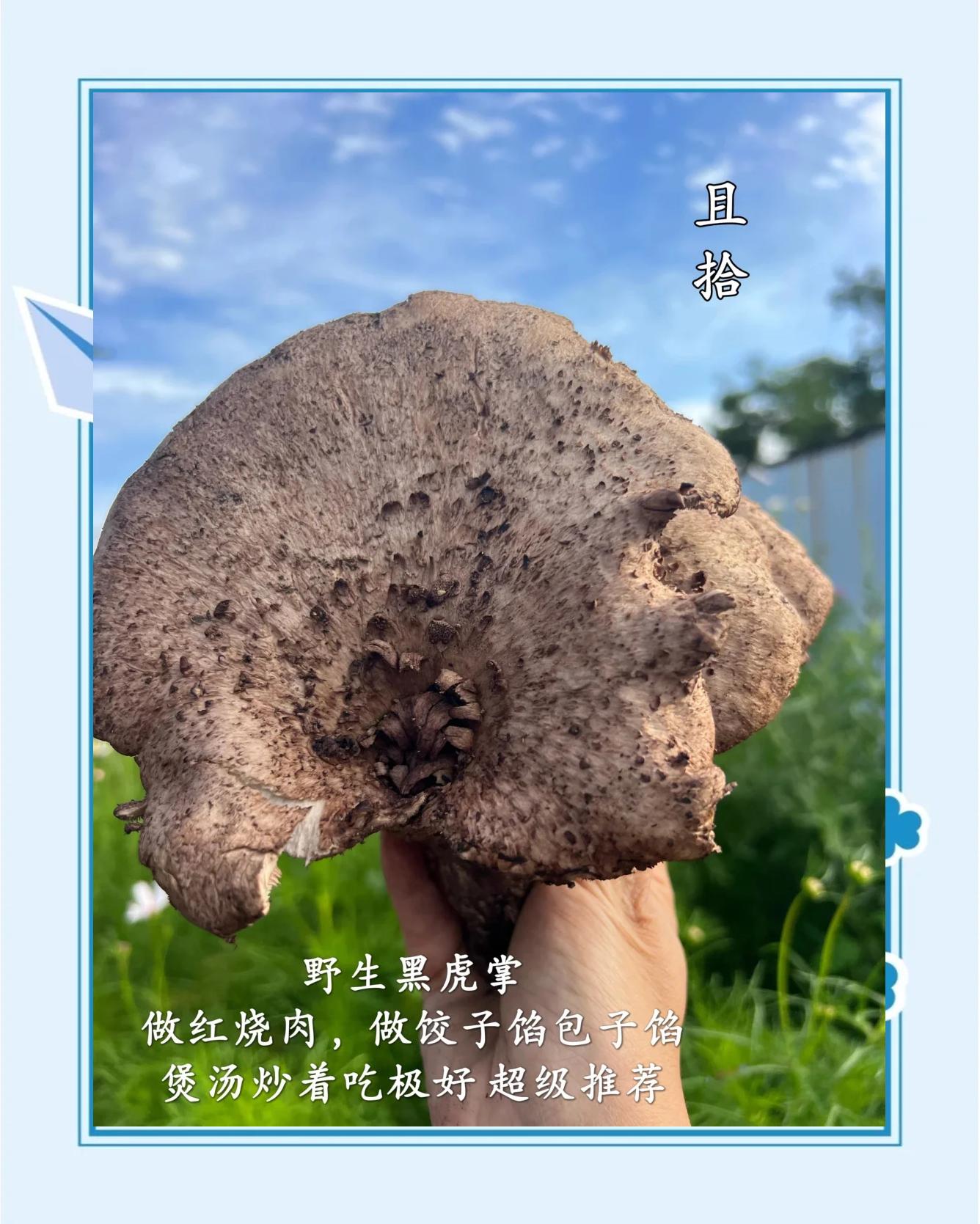 菌的拼音(菌的拼音字)