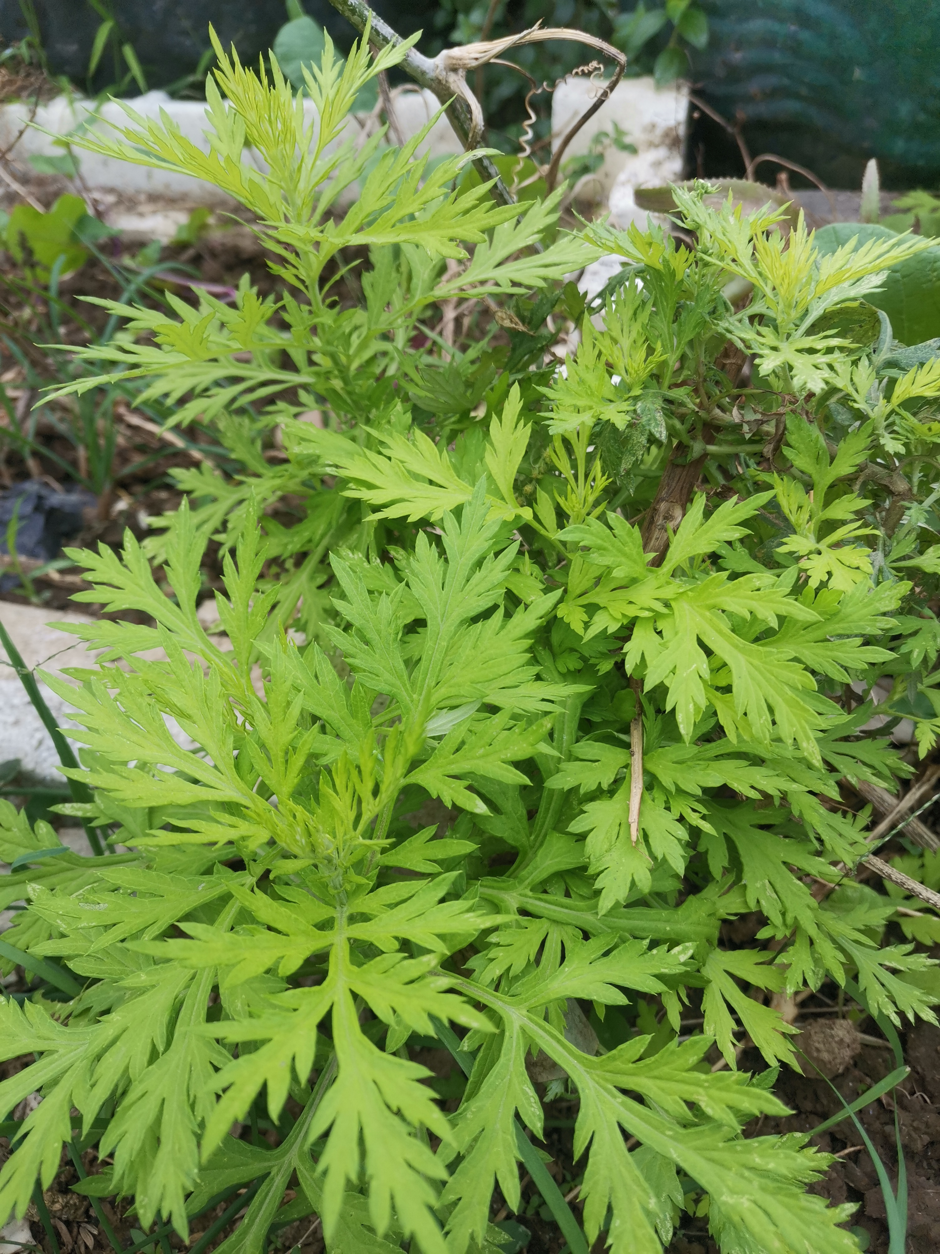 林家三娘子蓝艾草(林家三娘子txt书包网)