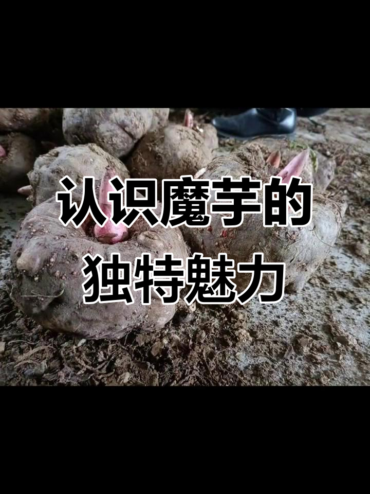 吃魔芋的禁忌(魔芋吃了对什么好) 吃魔芋的禁忌(魔芋吃了对什么好)
