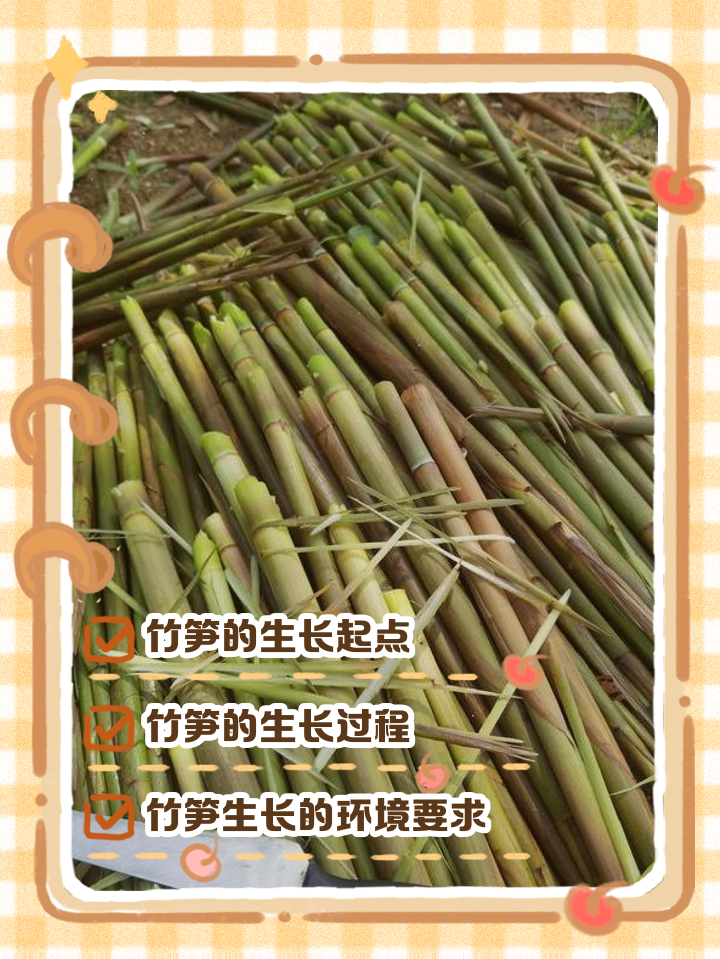 笋的拼音(竹笋的拼音) 笋的拼音(竹笋的拼音)