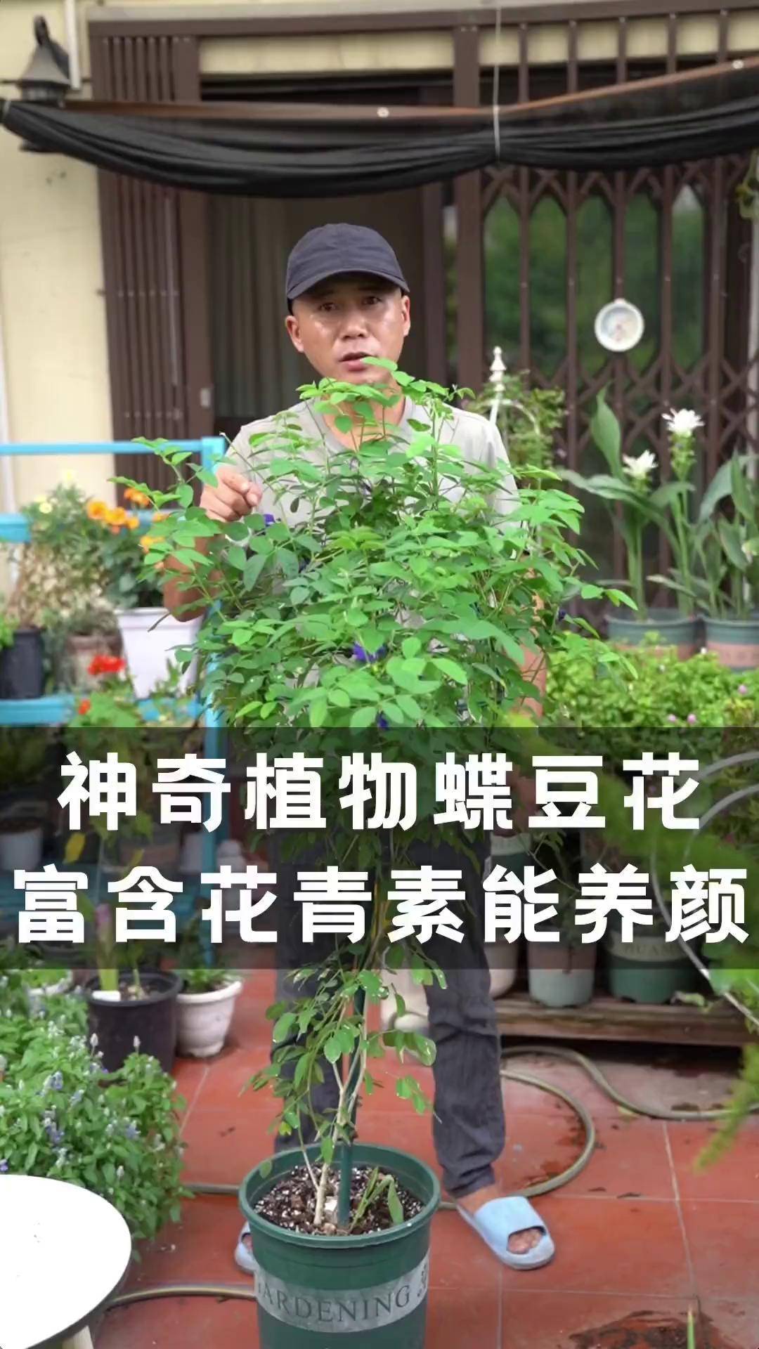 蝶豆花泡水喝的功效与作用(蝶豆花茶的功效与作用及禁忌) 蝶豆花泡水喝的功效与作用(蝶豆花茶的功效与作用及禁忌)