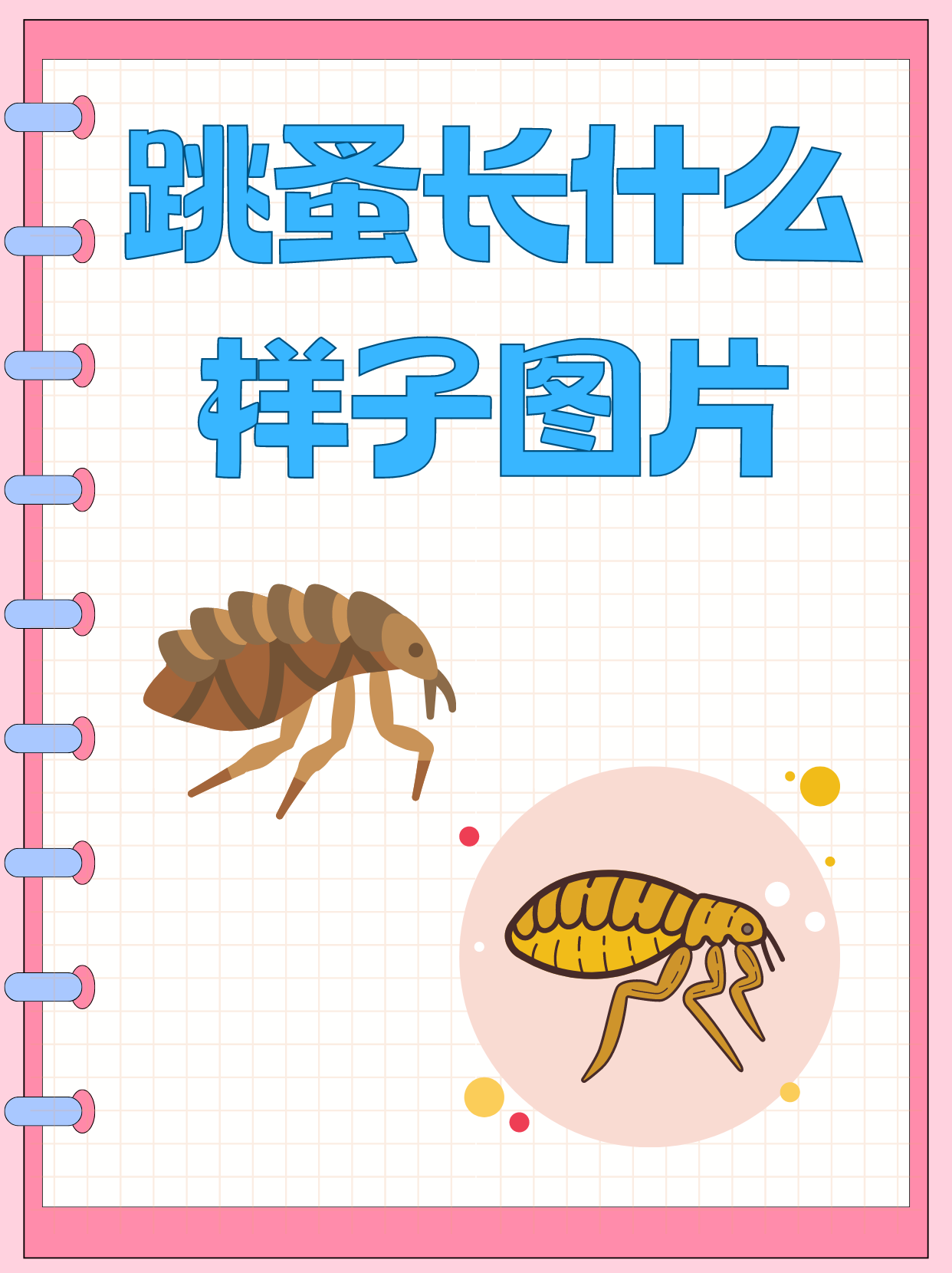 蚤的拼音(蚤的拼音字) 蚤的拼音(蚤的拼音字)