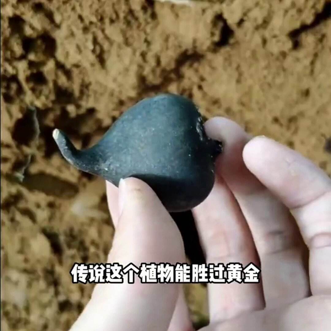卖野生的乌灵参多少一斤(卖野生的乌灵参多少一斤合适)