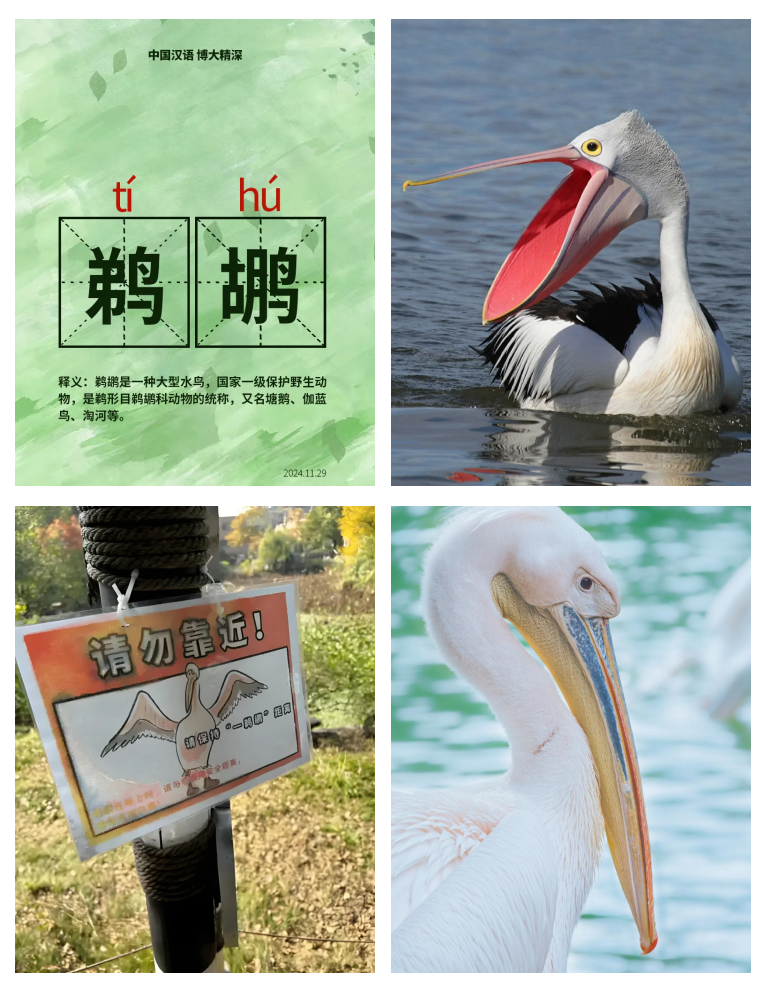 鹳怎么读(鹳雀楼怎么读)