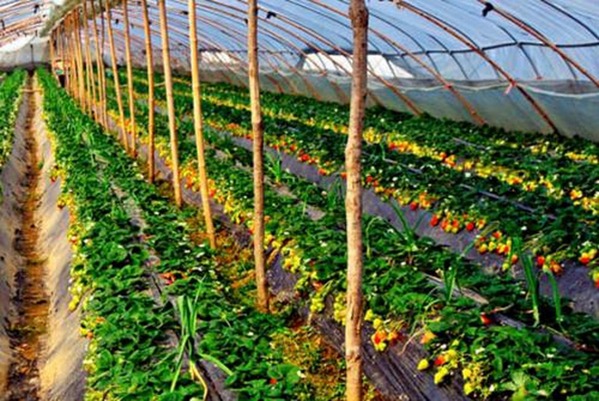 目前农村种植什么最好赚钱(最近两年农村种植什么可以赚钱)