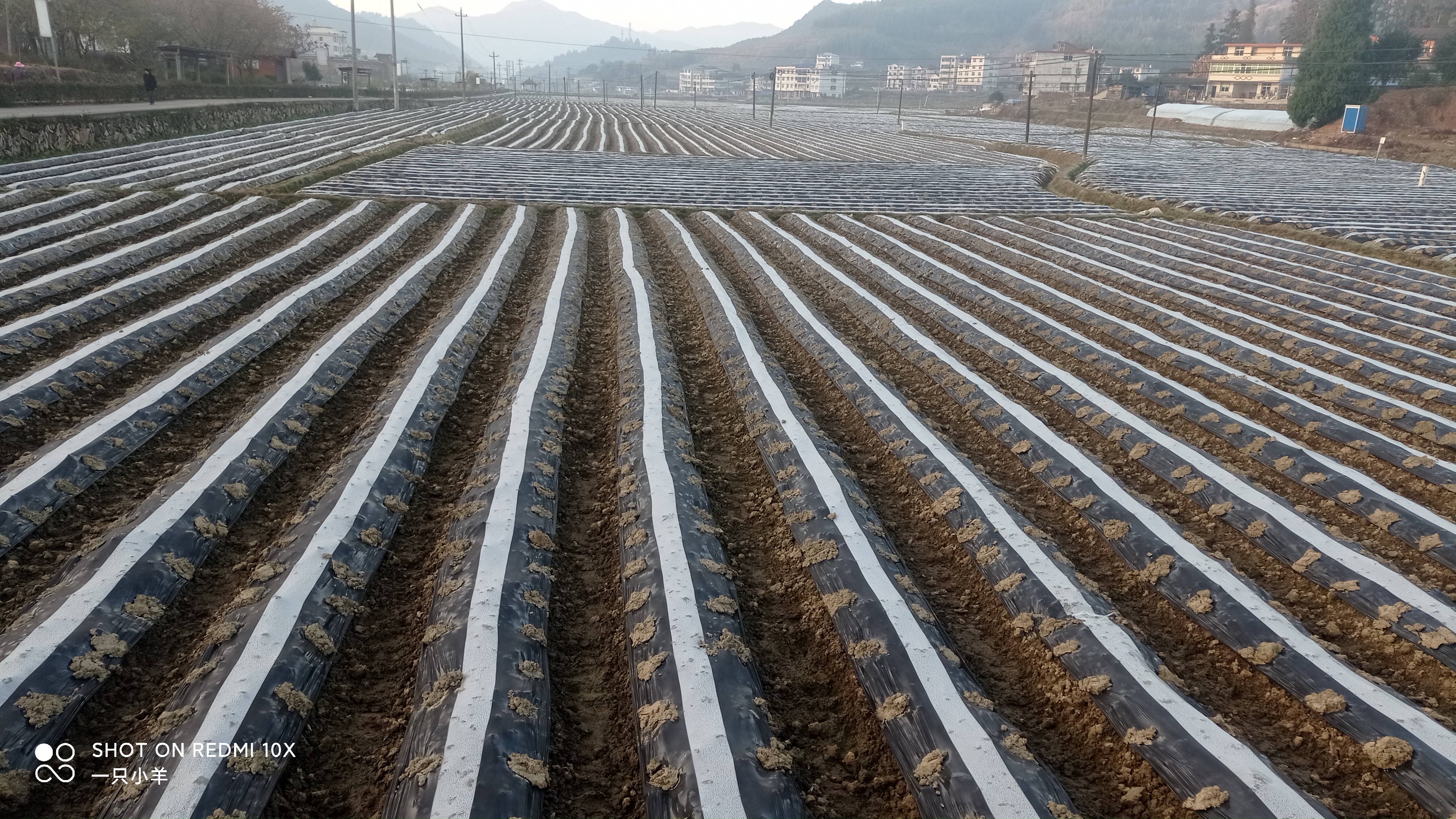 目前农村种植什么最好赚钱(最近两年农村种植什么可以赚钱) 目前农村种植什么最好赚钱(最近两年农村种植什么可以赚钱)