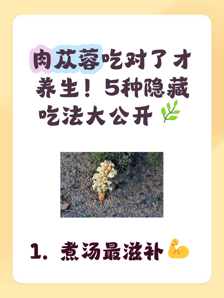 肉苁蓉功效作用与副作用(肉苁蓉功效作用与副作用是什么) 肉苁蓉功效作用与副作用(肉苁蓉功效作用与副作用是什么)