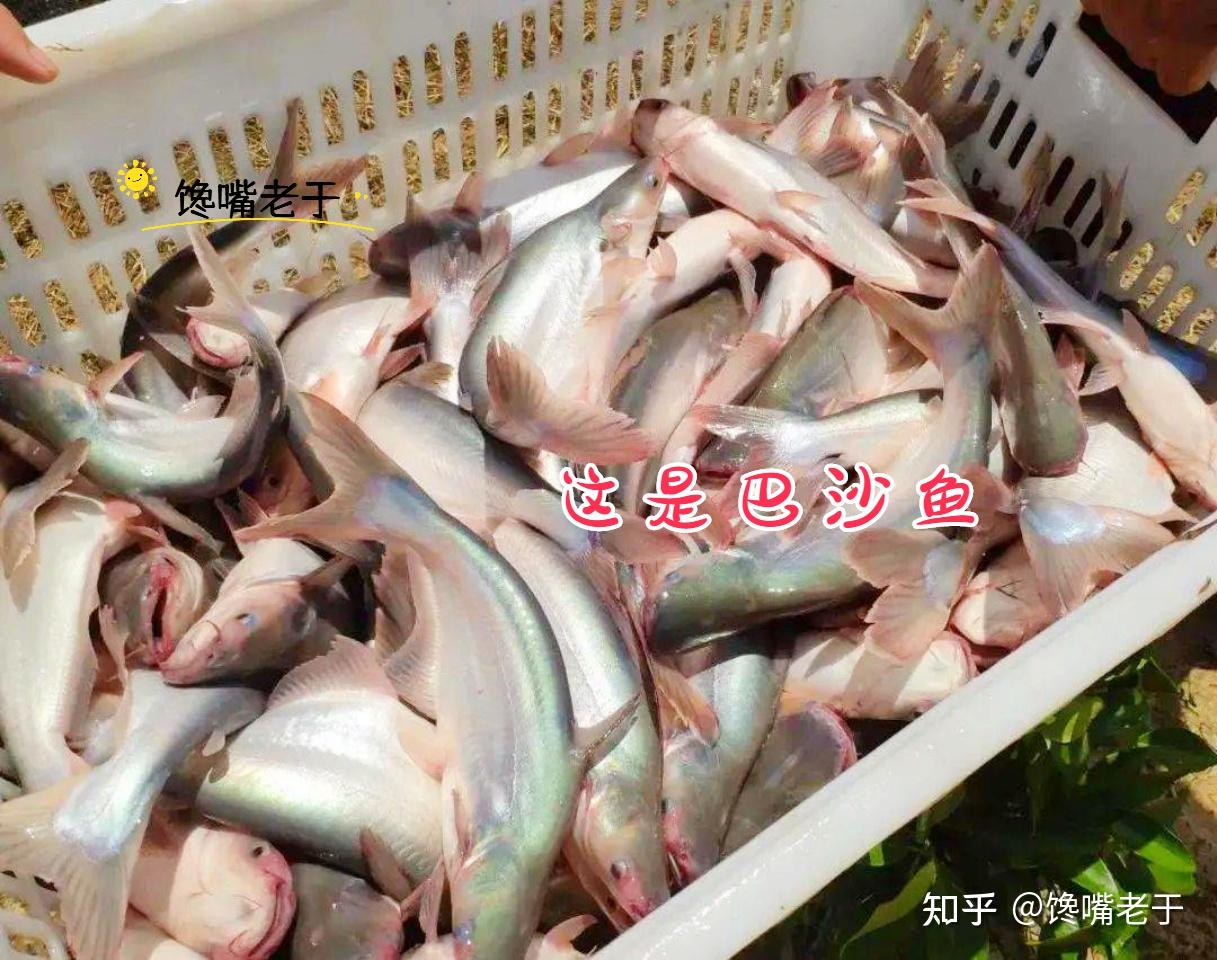 巴沙鱼是发物吗(巴沙鱼是发物吗严重吗) 巴沙鱼是发物吗(巴沙鱼是发物吗严重吗)
