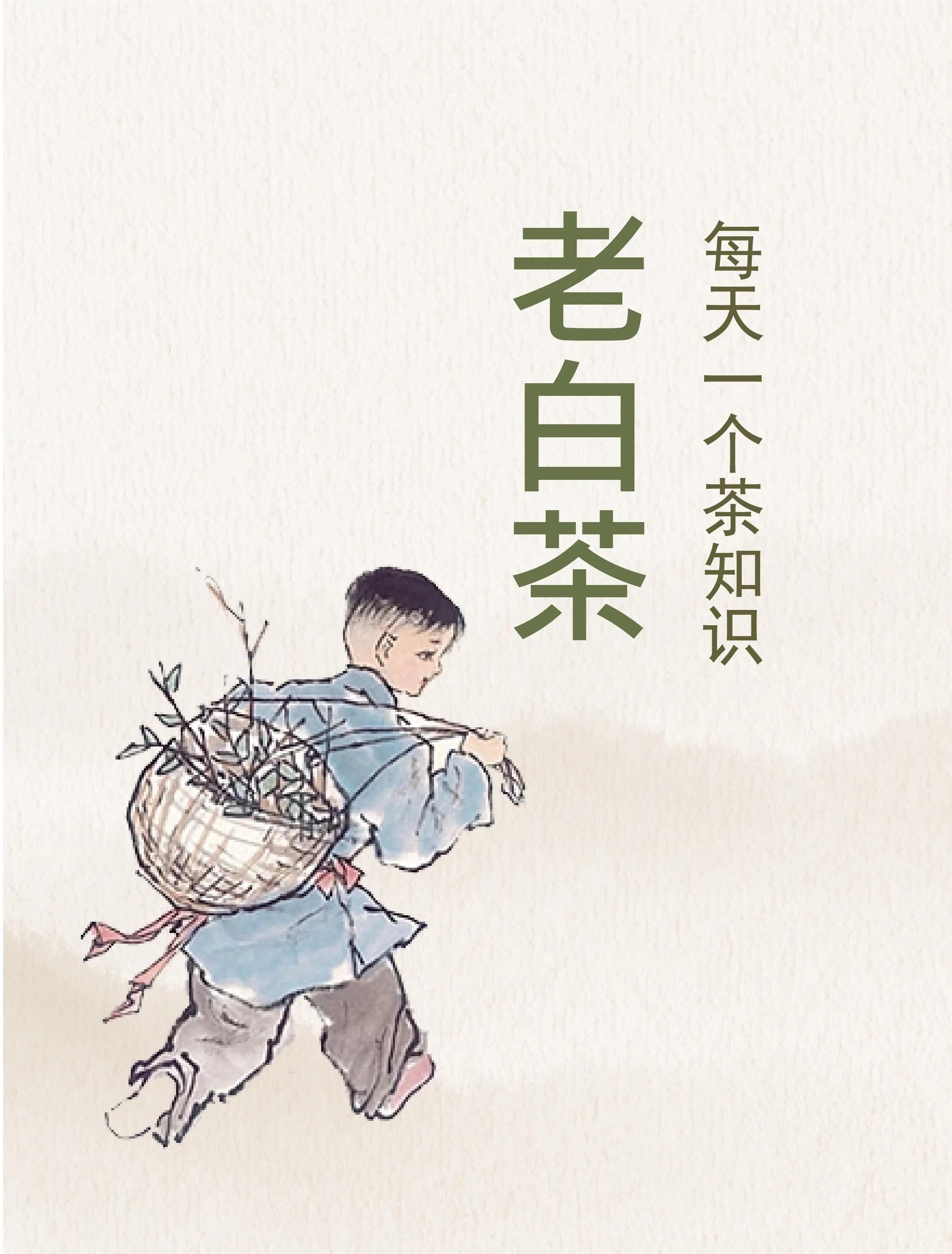 白茶保存方法和时间(白茶是冷藏还是冷冻好) 白茶保存方法和时间(白茶是冷藏还是冷冻好)