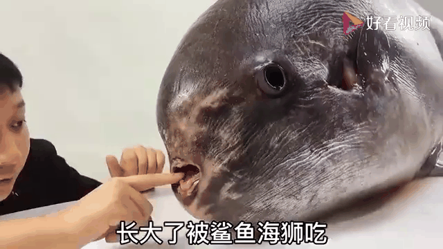 翻车鱼的死法太残忍了(翻车鱼的死法太残忍了图片)