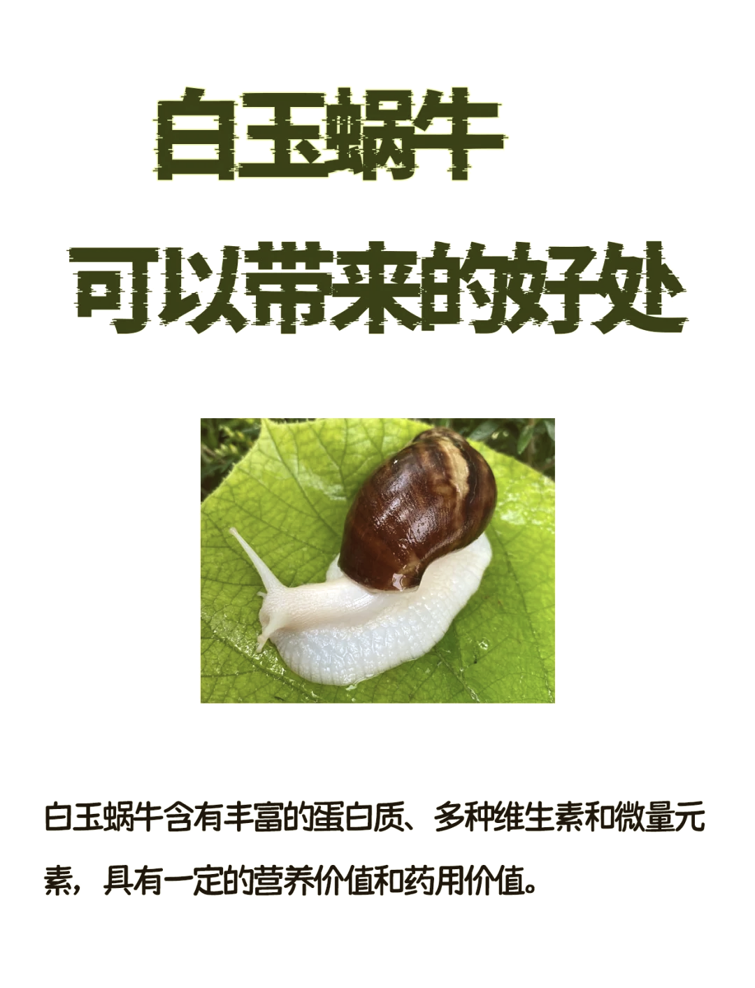 蜗牛的寓意和象征(蜗牛在风水学上的寓意)