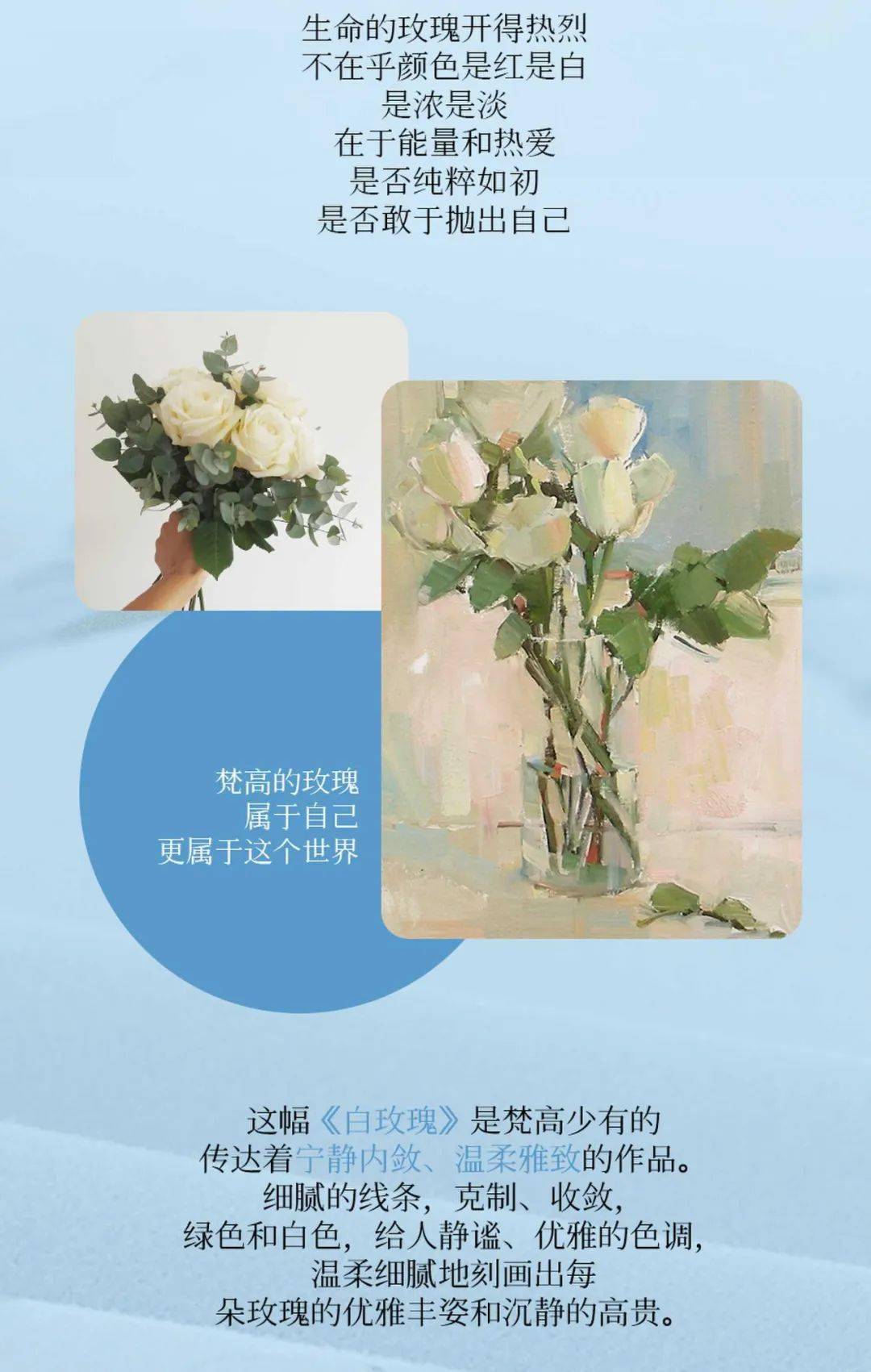 玫瑰之晨小说免费阅读(玫瑰之晨小说免费阅读百度云)