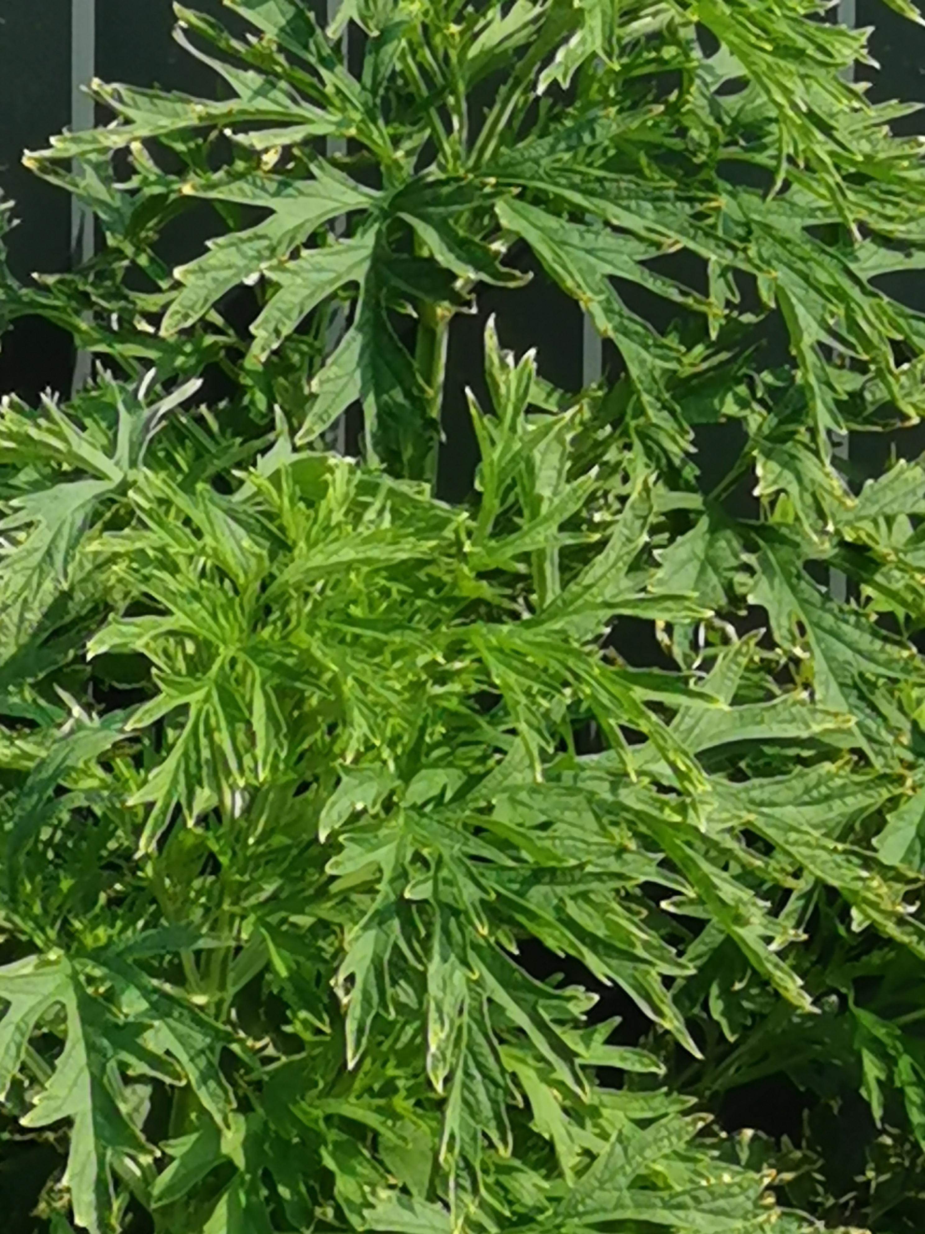 天门冬价格是多少钱一斤(天门冬多少钱一斤最新价格)